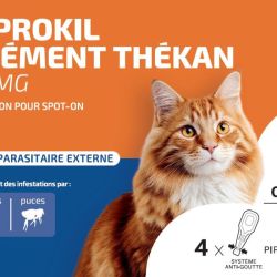 Fiprokil 50mg traitement infestation puces tiques chat 4 pipettes